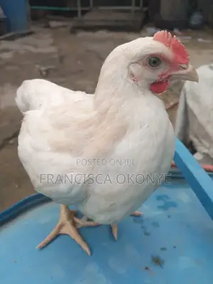 Healthy 6 Weeks Crockerels for Sell