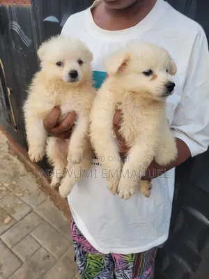 1-3 months Male Purebred American Eskimo