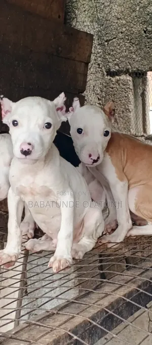 1-3 months Male Purebred American Pit Bull Terrier