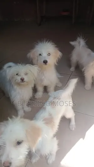 6-12 months Female Purebred Lhasa Apso