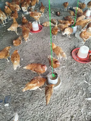 Points of Cage Layer Birds