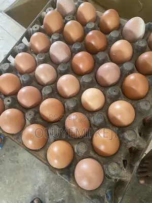 Fresh Eggs Big Size