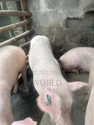 Pure Breed Large White Pigs
