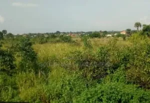 2 and Half Plots of Land