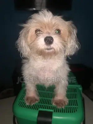 1+ year Female Purebred Shih Tzu