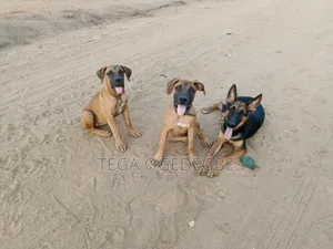 6-12 months Female Purebred Boerboel