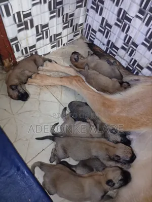 0-1 month Female Purebred Belgian Malinois