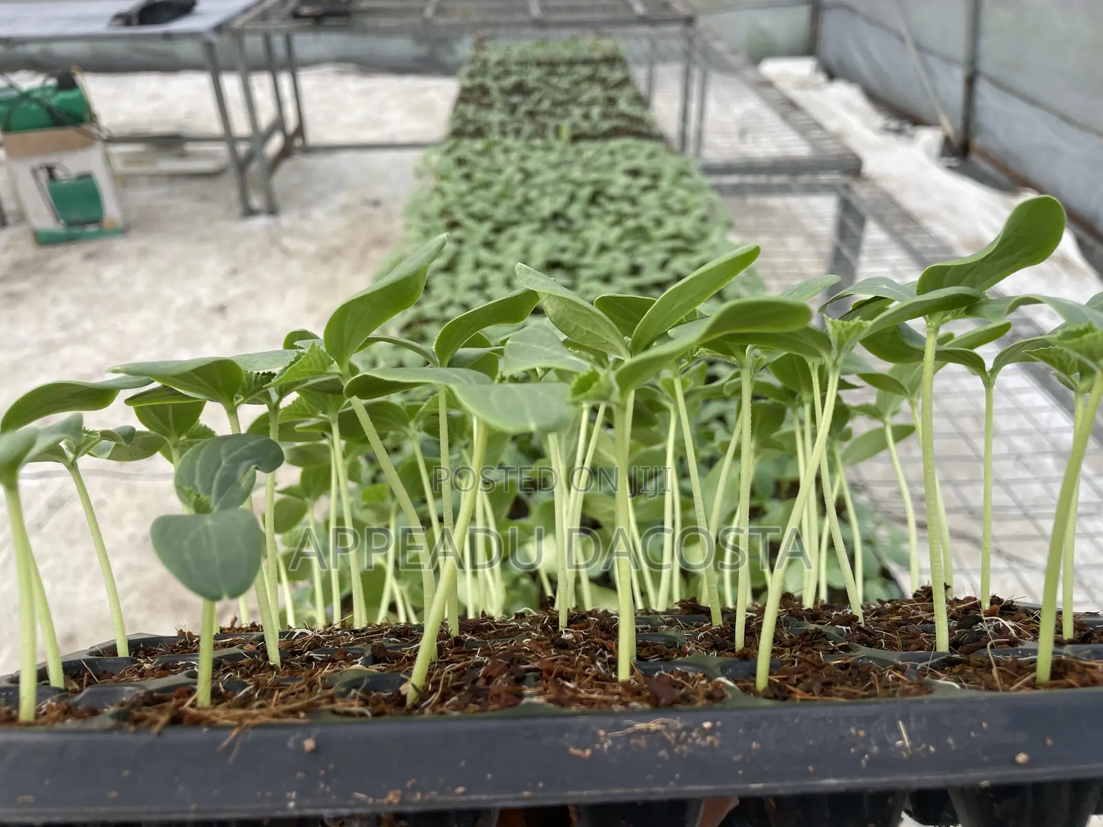 Darina Cucumber Seeds