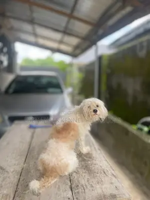 1+ year Female Purebred Lhasa Apso