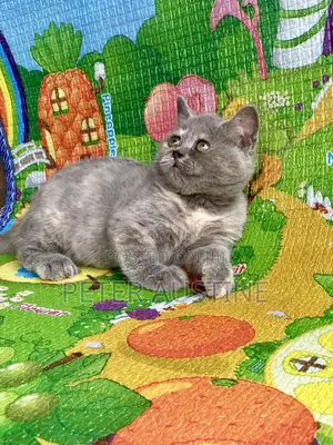 1-3 months Female Purebred British Shorthair