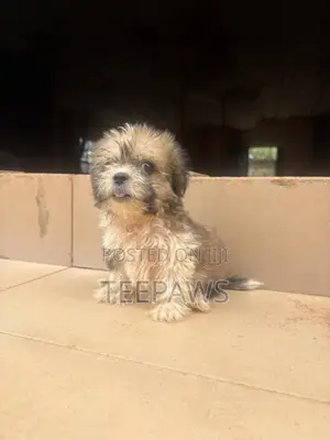 1-3 months Female Purebred Lhasa Apso