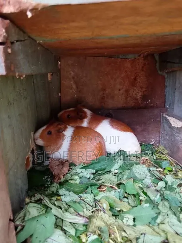 Guinea Pigs