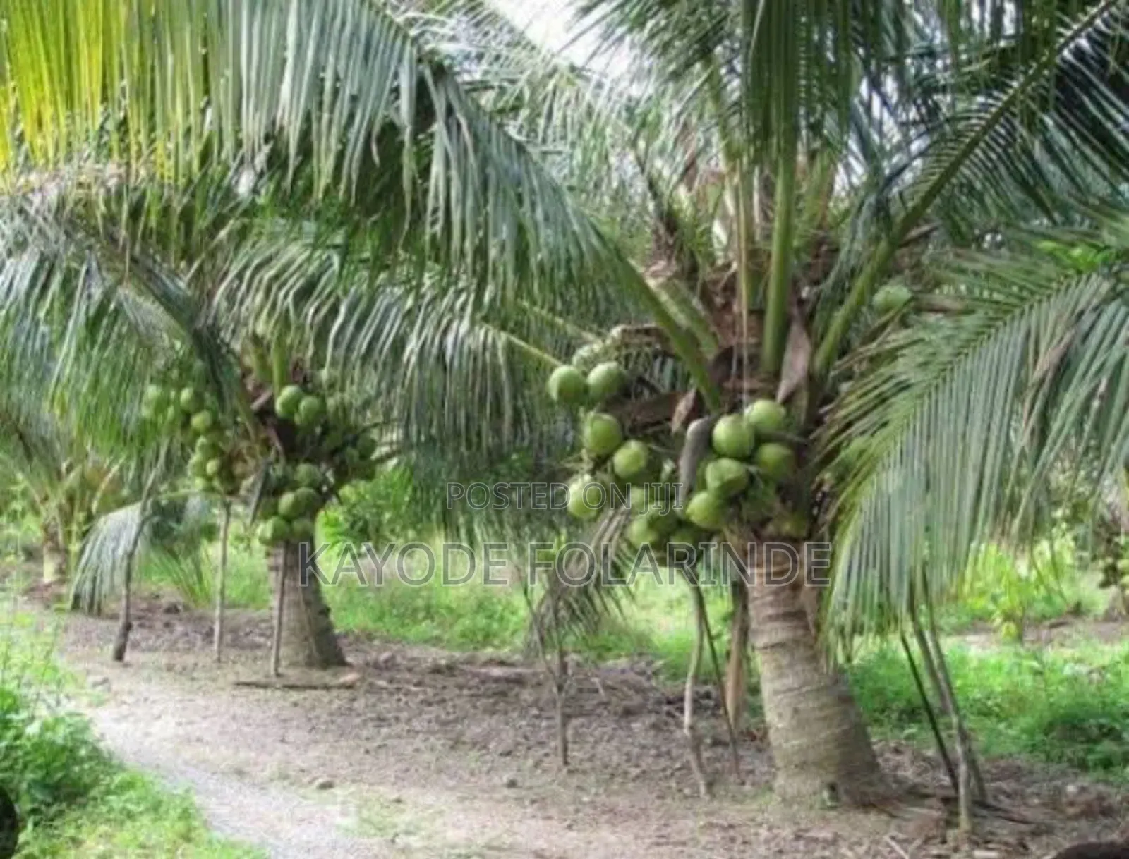 Hybrid Dwarf Coconut Seedlings