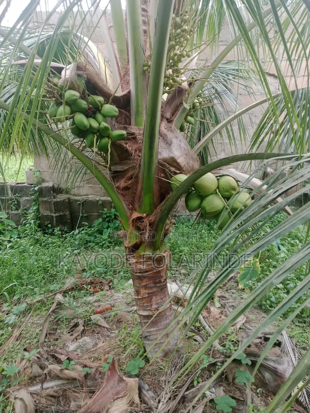 Hybrid Dwarf Coconut Seedlings