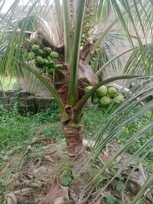 Hybrid Dwarf Coconut Seedlings