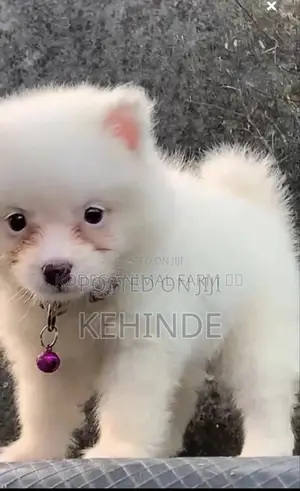1-3 months Male Purebred American Eskimo