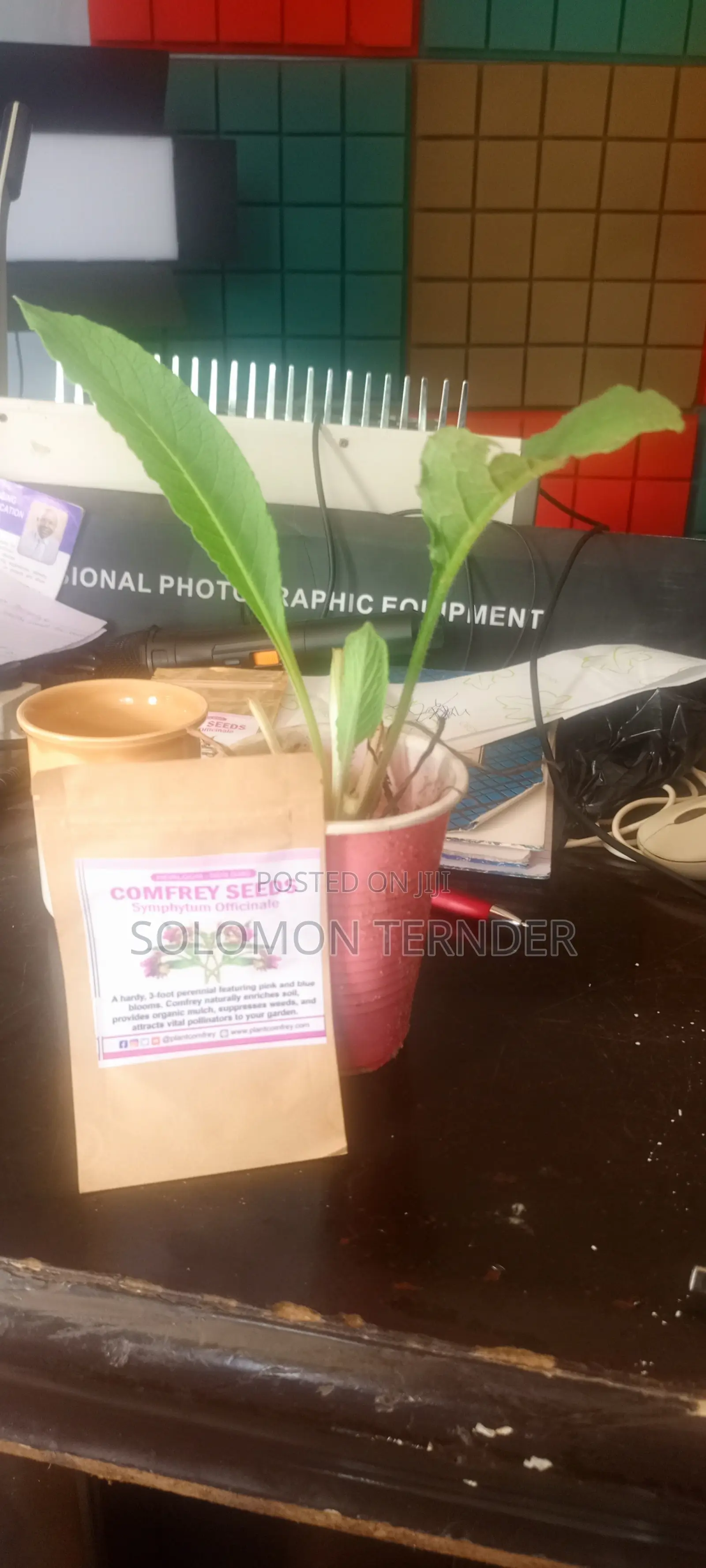 Comfrey Seeds and Seedlings