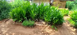 Plants and Seedlings; Your Cocoa Nut, Bread Fruit, Avocados, Etc.