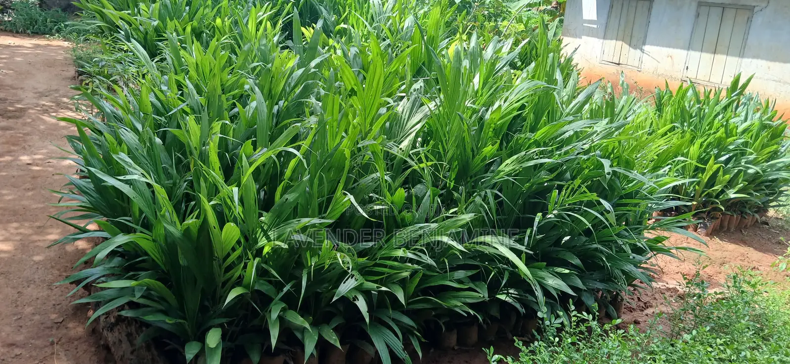 Seedlings and Plants.