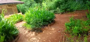 Seedlings and Plants.