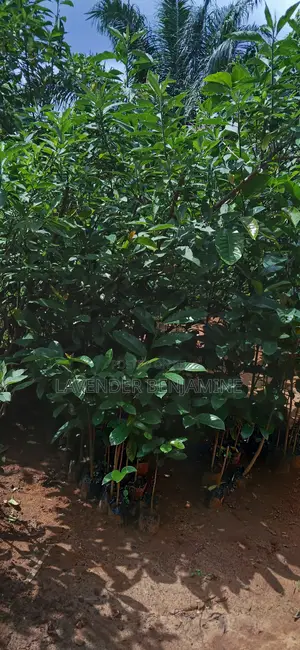 Seedlings and Plants.
