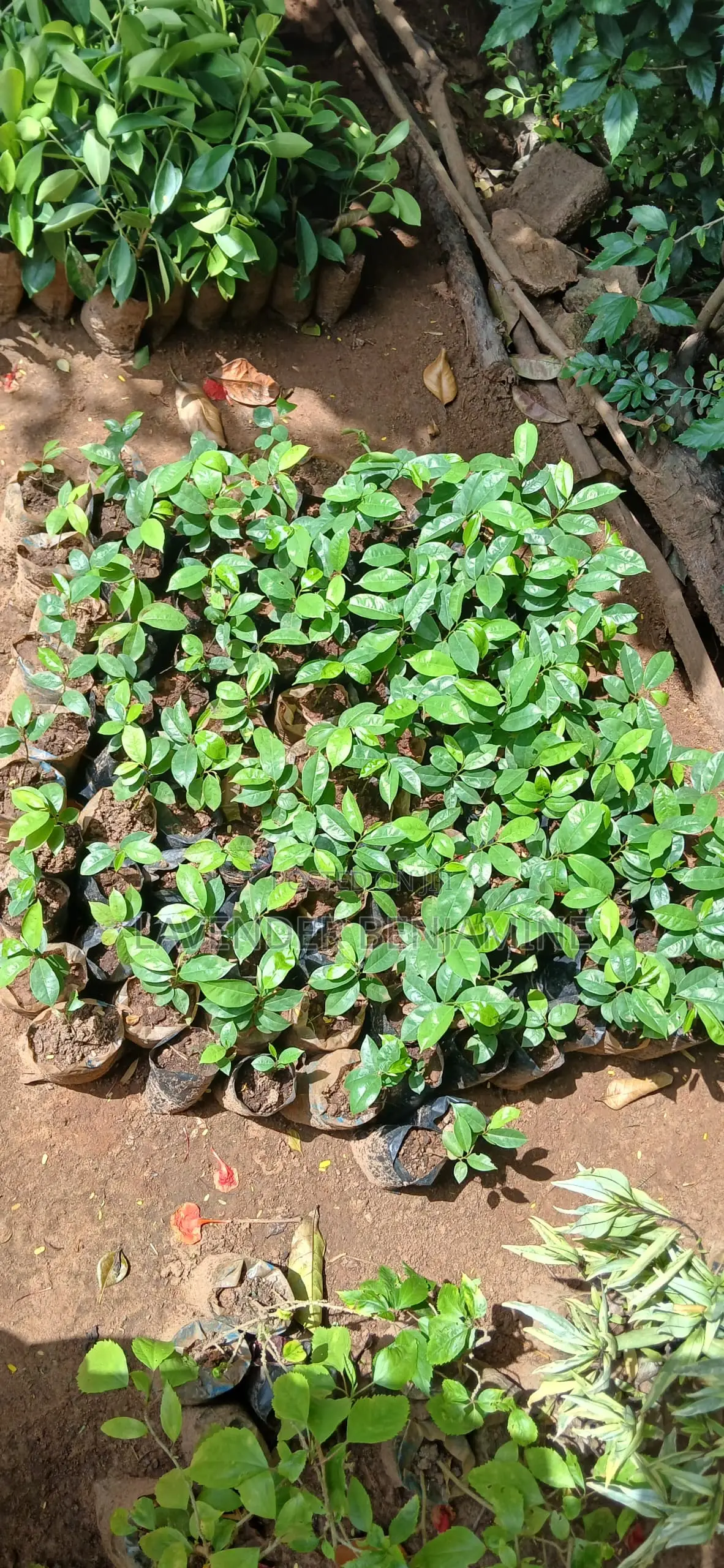 Seedlings and Plants.