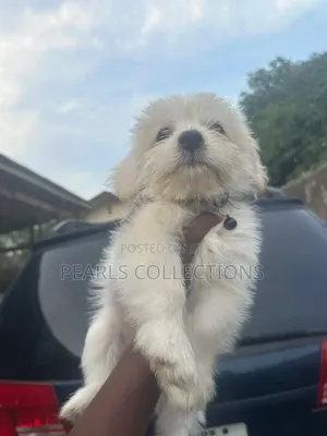 1-3 months Male Purebred Lhasa Apso