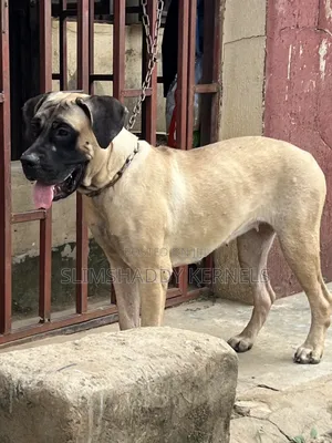 6-12 months Female Purebred Boerboel