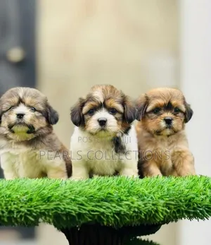 3-6 months Male Purebred Lhasa Apso