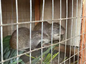 A Pair of Matured Grasscutter