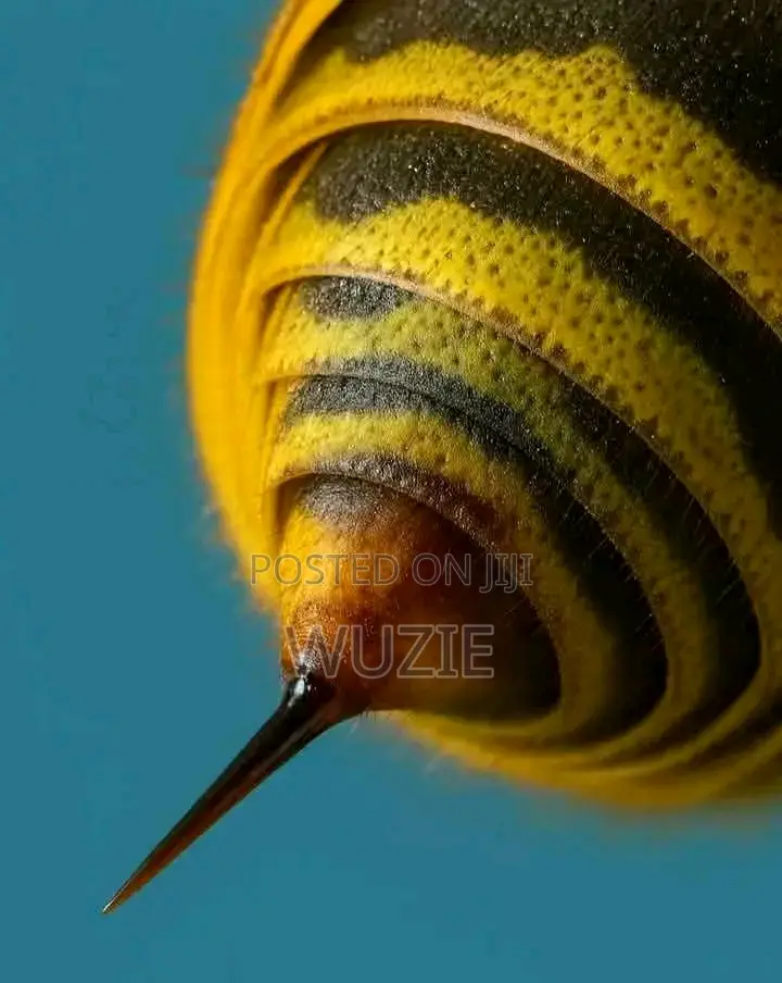 Original Bee Honey
