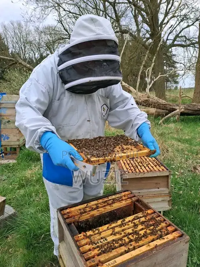 Original Bee Honey