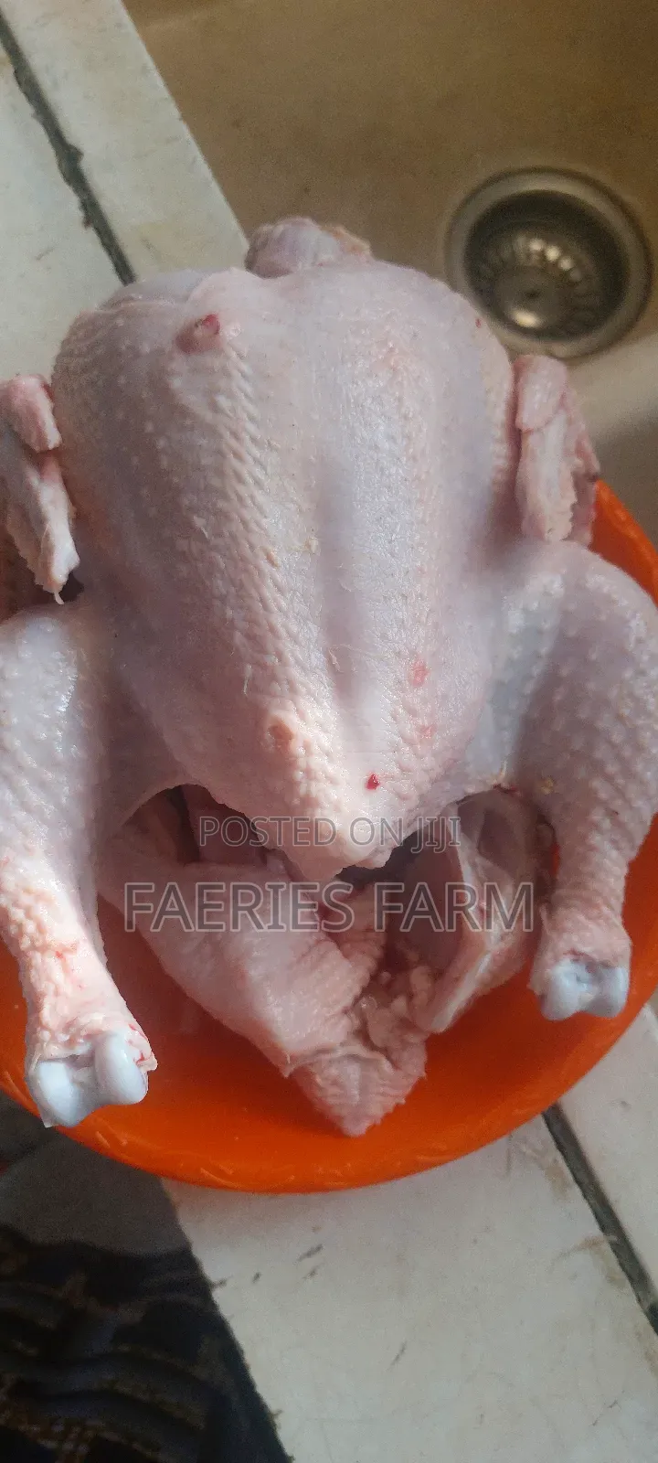 Broiler Chicken