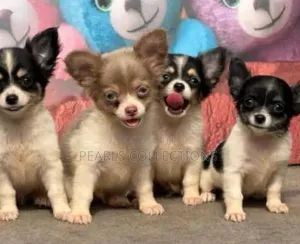 3-6 months Female Purebred Chihuahua
