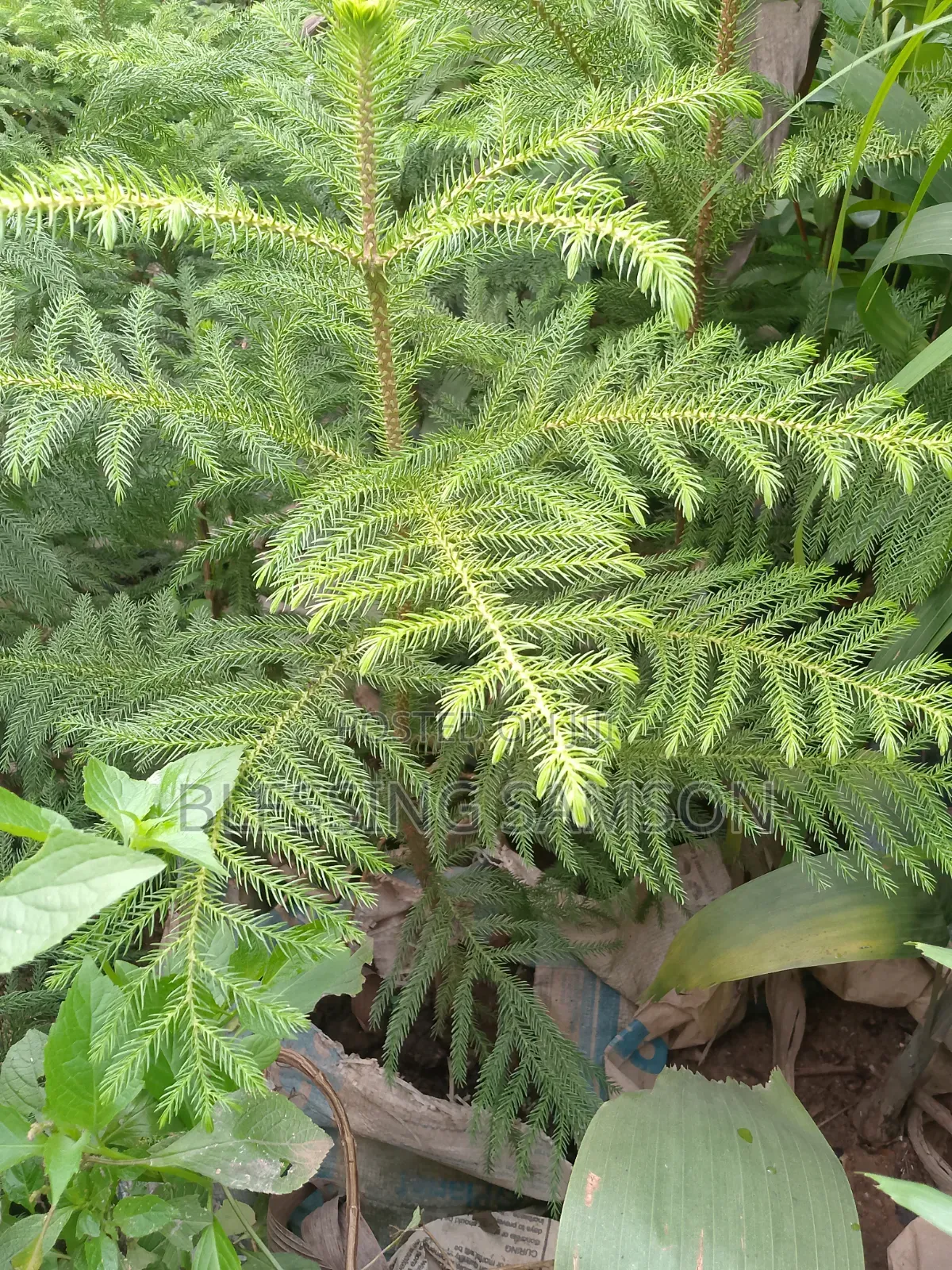 Nb Evergreen