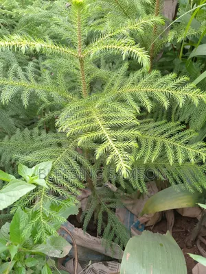 Nb Evergreen