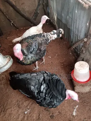 Mature Local Turkey