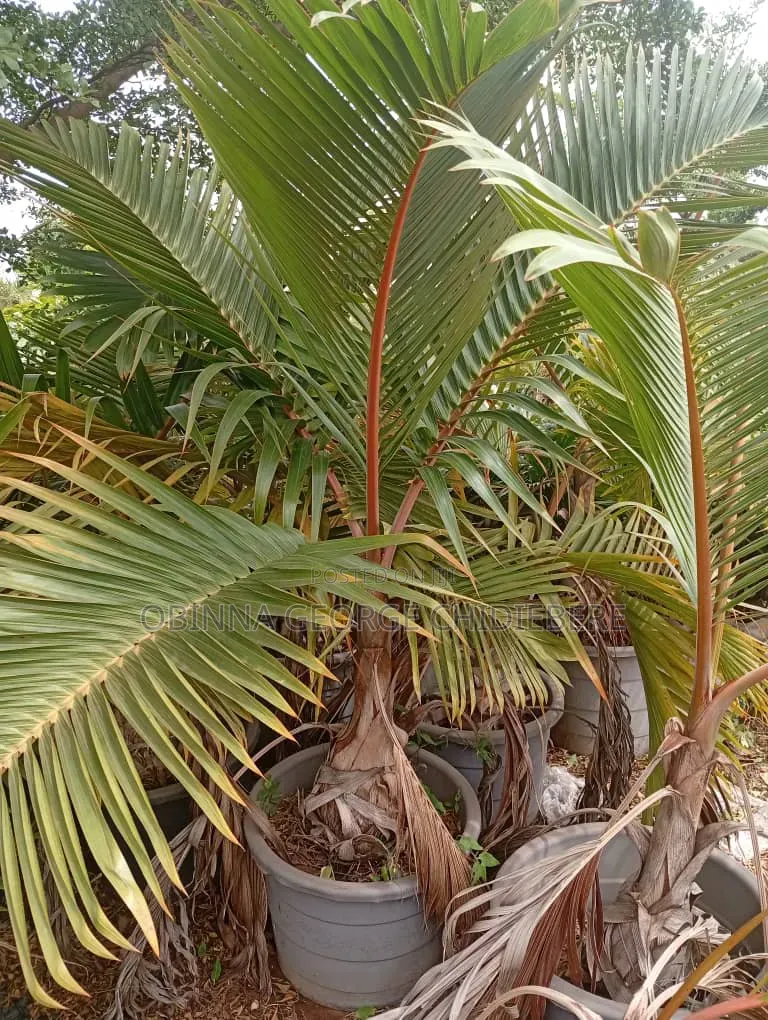 Bottle Palm Flower Tree