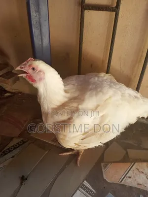 Poultry Birds