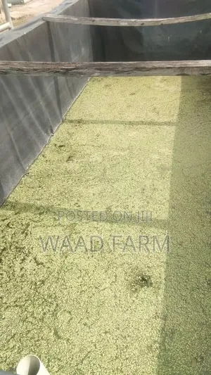 Azolla,Duckweed,Wolfia