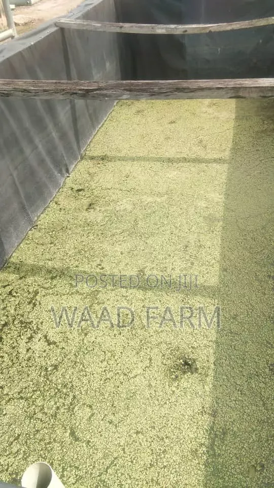 Azolla,Duckweed,Wolfia