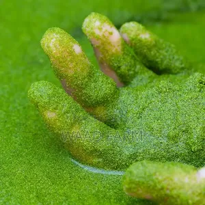 Azolla,Duckweed,Wolfia
