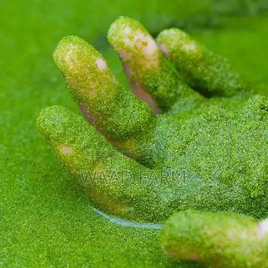 Azolla,Duckweed,Wolfia