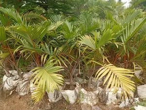 Bottle Palm Flower Tree