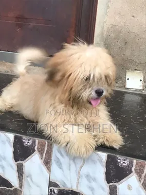 6-12 months Male Purebred Lhasa Apso