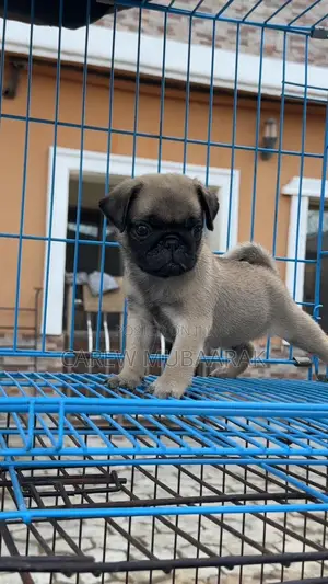 1-3 months Male Purebred Pug
