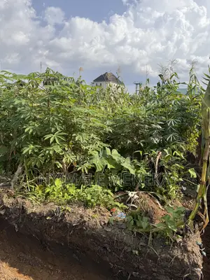 Buy and Build One Plot of Land