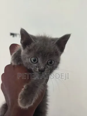 1-3 months Female Purebred British Shorthair