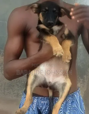 1-3 months Female Mixed Breed Golden Retriever