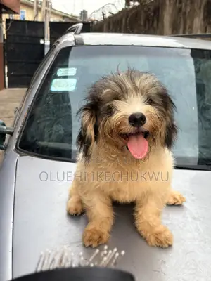 6-12 months Male Purebred Lhasa Apso